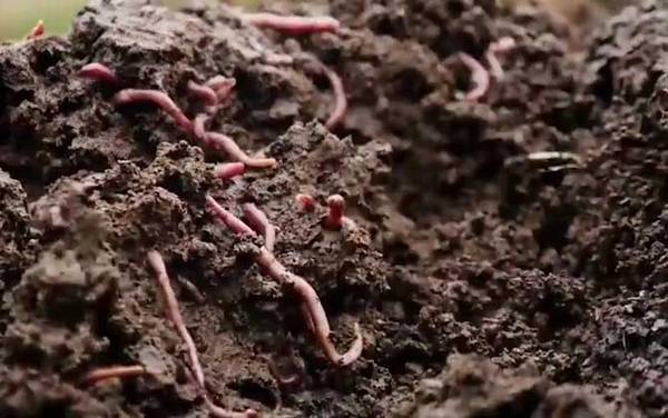 蚯蚓养殖是不是骗局?