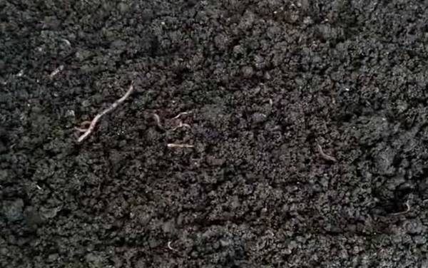 蚯蚓养殖是不是骗局?
