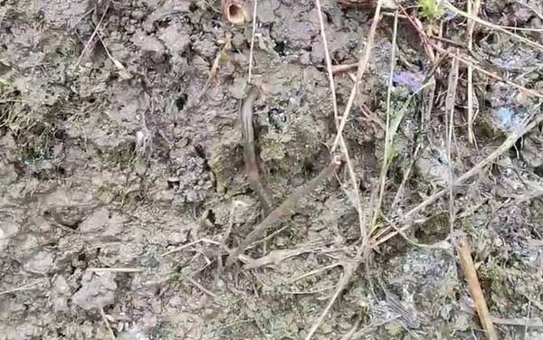 蚯蚓养殖是不是骗局?