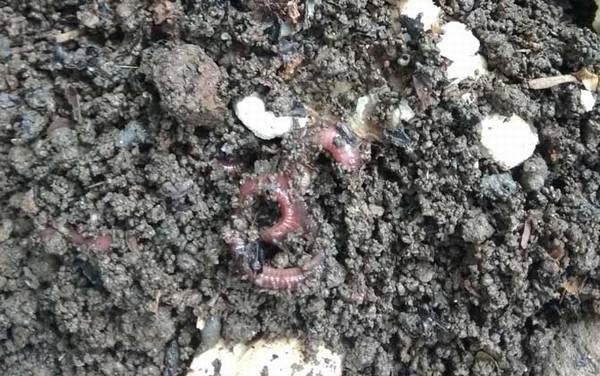 蚯蚓养殖是不是骗局?