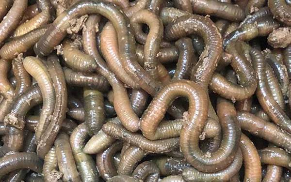 黑蚯蚓一般在哪里挖?