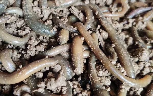 吃剩的米饭可以喂蚯蚓吗?