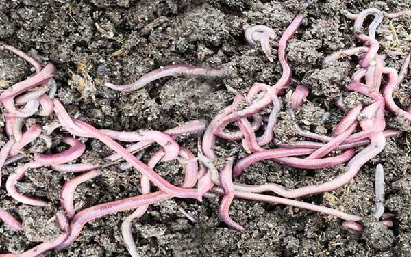 蚯蚓养殖赚钱吗?