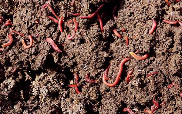 蚯蚓养殖需要什么条件?
