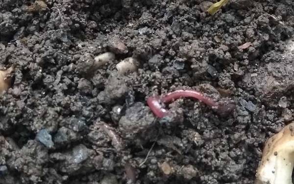为什么蚯蚓养几天就死了?