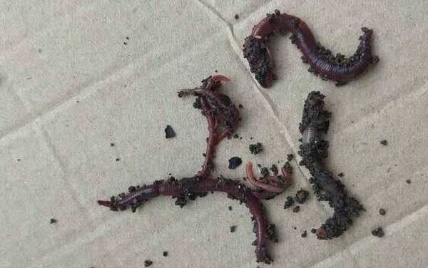 蚯蚓养殖需要什么条件?