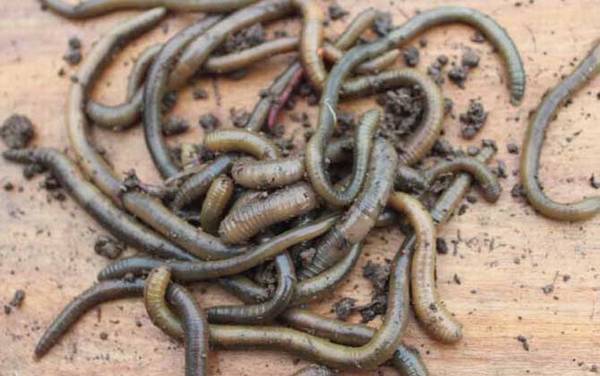 蚯蚓养殖需要什么条件?