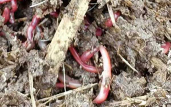 蚯蚓养殖用什么土好?