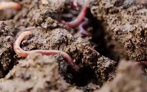 蚯蚓怎么养殖繁殖最快?