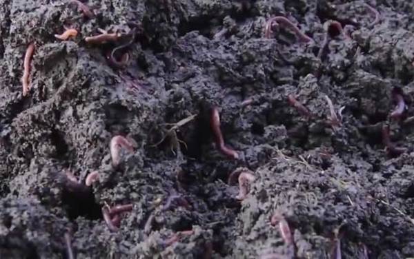 蚯蚓怎么养殖繁殖最快?