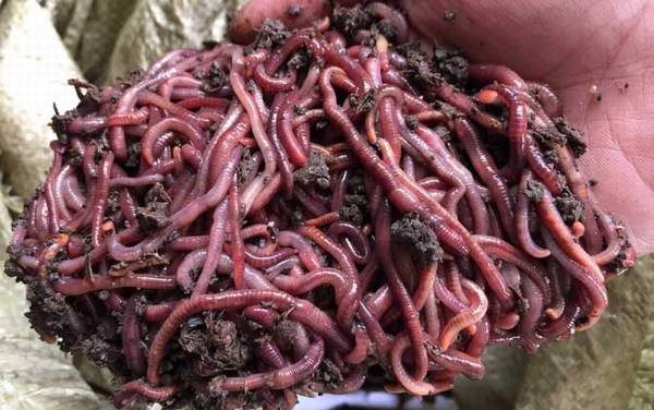 蚯蚓怎么繁殖后代?