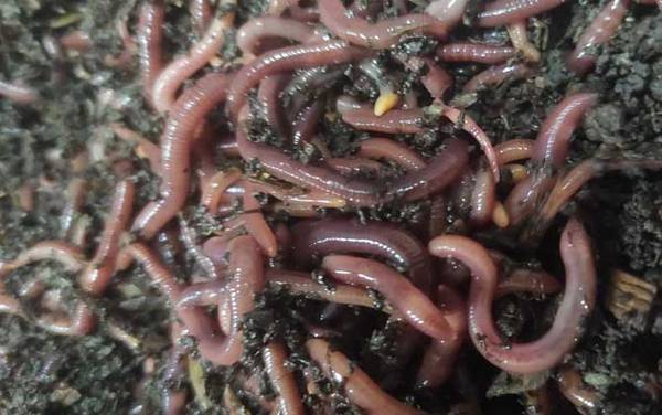 家养蚯蚓吃什么食物?