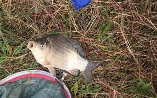 河里钓鱼用蚯蚓好钓吗?