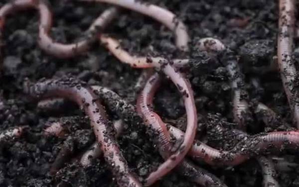 蚯蚓能钓鲢鳙鱼吗?