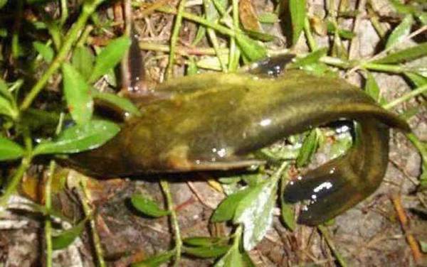 蚯蚓不打窝能钓鱼吗?