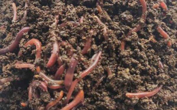 蚯蚓能钓鲢鳙鱼吗?