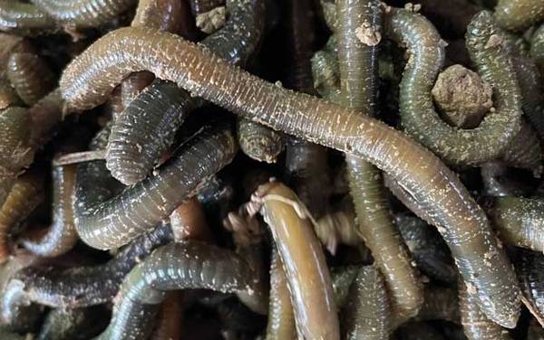 蚯蚓整根是挂头还是尾部?