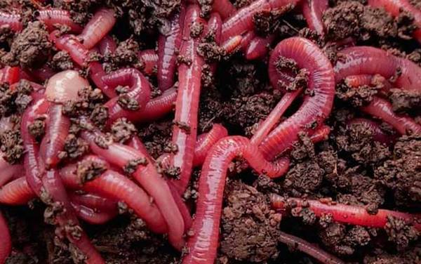 蚯蚓整根是挂头还是尾部?