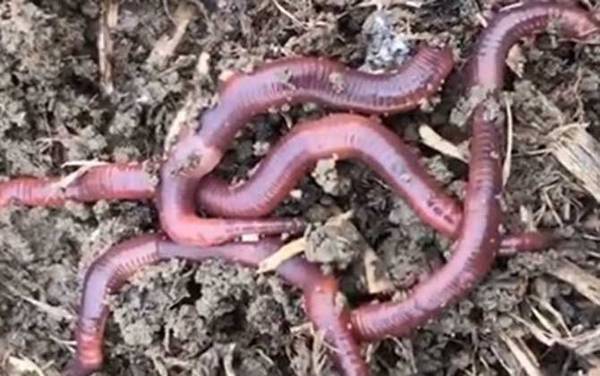 野钓不打窝只用蚯蚓钓好不好?