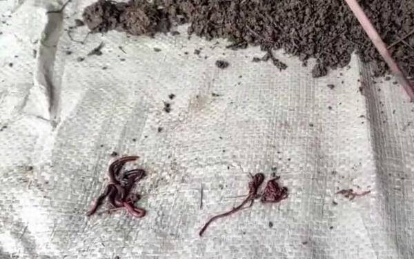 野钓蚯蚓怎么挂钩容易上鱼?