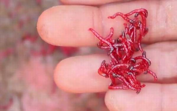 春天钓鱼用什么饵料?