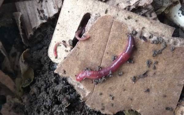 一月钓鱼用什么饵料?