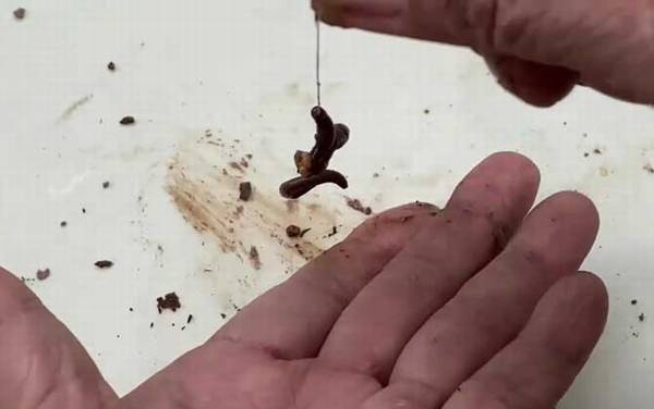 初秋钓鱼用蚯蚓好钓吗?
