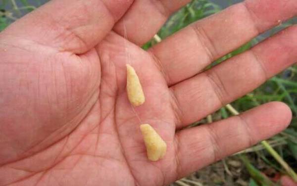 夏季钓鱼用什么饵料?