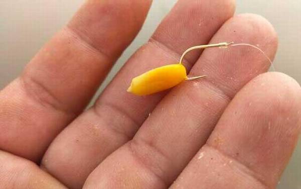 六月钓鱼用玉米怎么样?