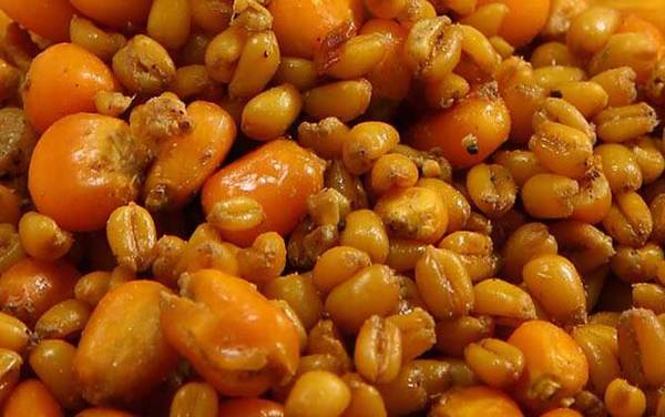 冬季钓鱼打窝用什么窝料最好?