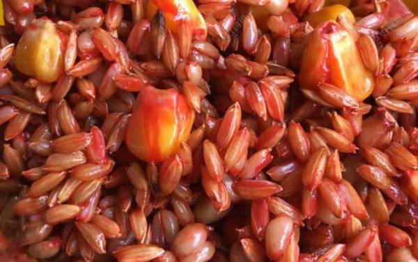 冬季钓鱼打窝用什么窝料最好?