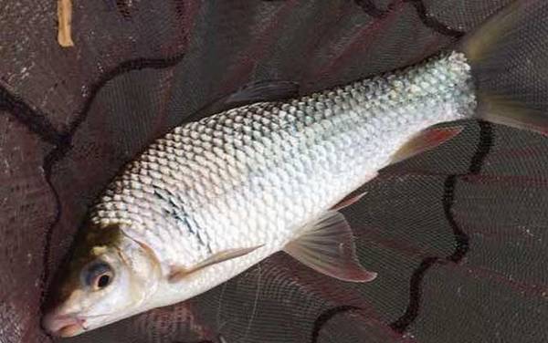 土鲮鱼最喜欢吃什么饵料?