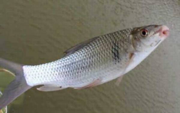 土鲮鱼最喜欢吃什么饵料?