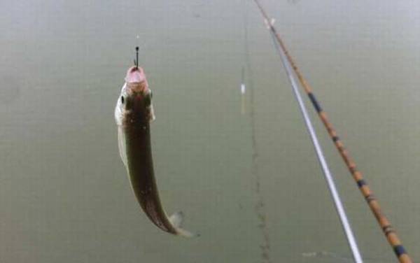 白条鱼吃蚯蚓吗?