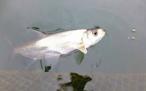 用小白条可以钓什么鱼?