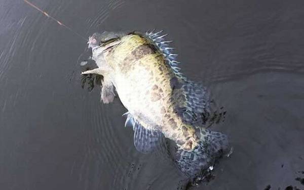 用小白条可以钓什么鱼?