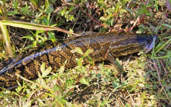 用什么钓黑鱼容易上钩?