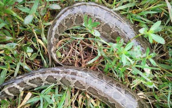 用什么钓黑鱼容易上钩?