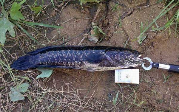 用什么钓黑鱼容易上钩?