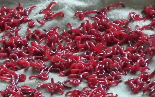 十一月钓鱼用香饵还是腥饵?