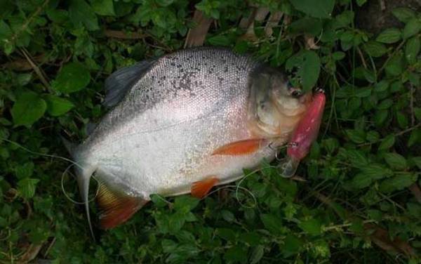 淡水白鲳用什么味型饵料?