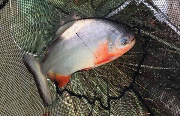 淡水白鲳用什么味型饵料?