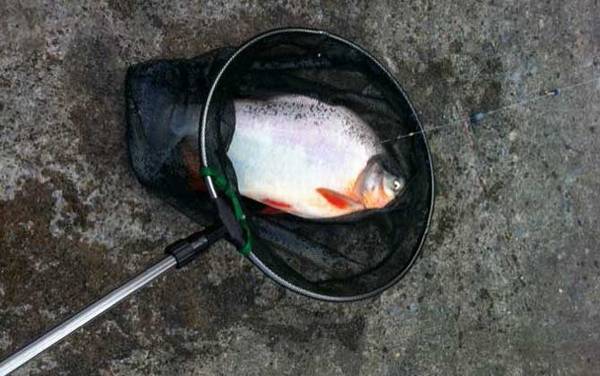 淡水白鲳用什么味型饵料?