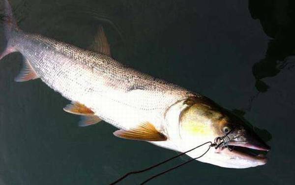 鳡鱼用什么饵料钓最好?