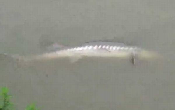 钓鲟鱼用什么打窝最好?