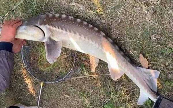 钓鲟鱼用什么打窝最好?