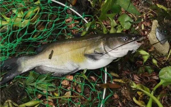 叉尾鮰鱼用什么饵料钓?