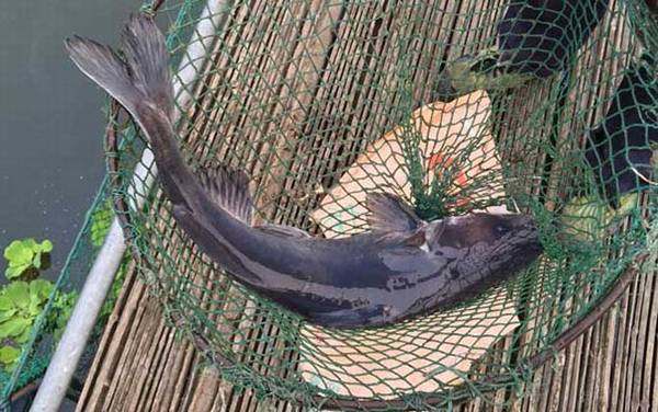 钓鮰鱼用什么饵料最好?