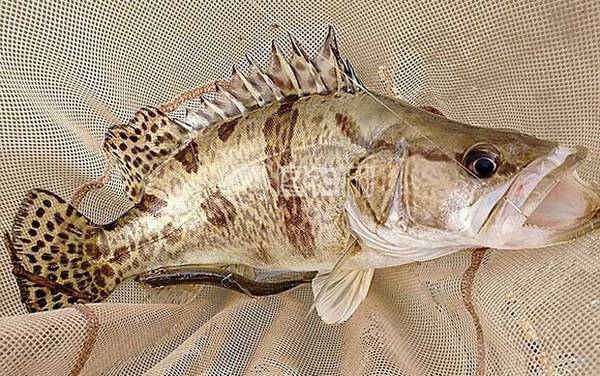 路亚鳜鱼用什么假饵最实用?