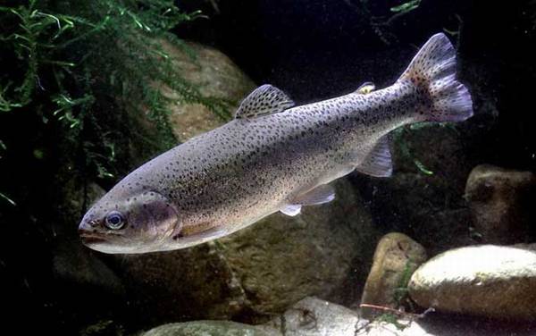 钓鳟鱼用什么鱼饵最好?